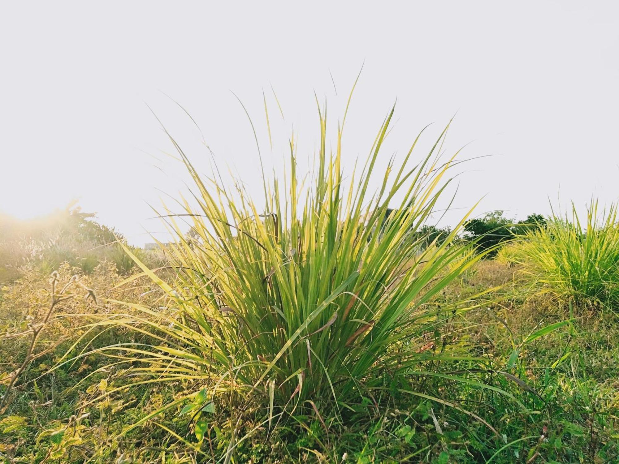 Lotus Retreat TP. Hồ Chí Minh Ngoại thất bức ảnh
