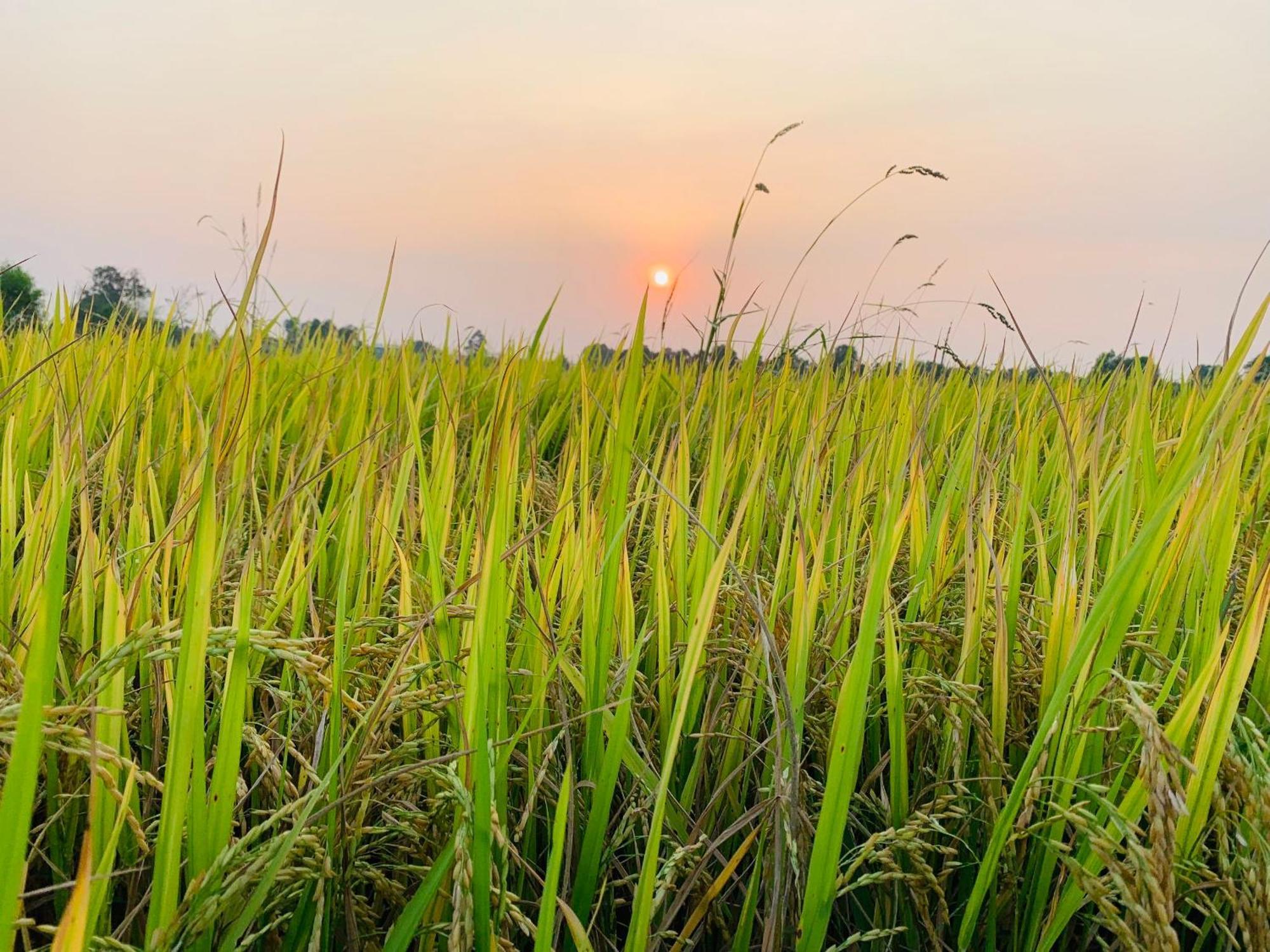 Lotus Retreat TP. Hồ Chí Minh Ngoại thất bức ảnh